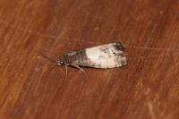 Notocelia cynosbatella