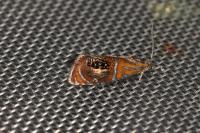 Olethreutes arcuella