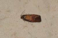 Ptycholoma lecheana