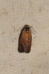 Ptycholoma lecheana