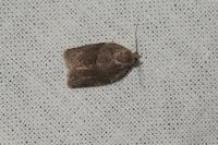 Syndemis musculana