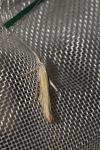 Coleophora