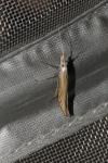Coleophora