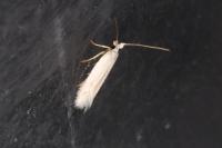 Opostega salaciella