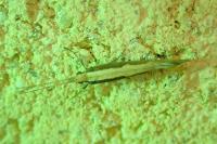 Plutella xylostella