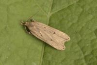 Acompsia antirrhinella/tripunctella
