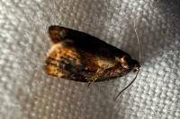 Ditula angustiorana
