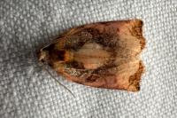 Archips podana