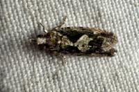 Zeiraphera isertana