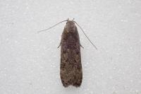Anacampsis