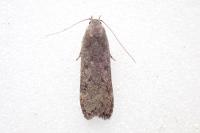 Anacampsis