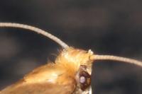 Nematopogon