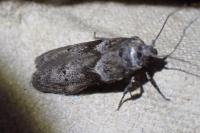 Blastobasis glandulella