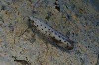 Yponomeuta irrorella
