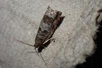 Ancylis achatana