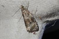 Celypha lacunana