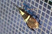 Dasycera oliviella