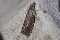 Dichrorampha