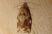 Archips xylosteana