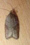 Acleris sparsana