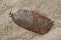Acleris sparsana
