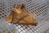Apoda limacodes
