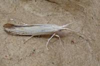 Coleophora