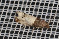 Notocelia roborana