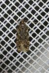 Gelechia muscosella