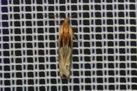 Eucosma