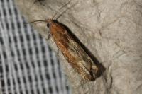 Eucosma