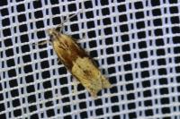 Eucosma