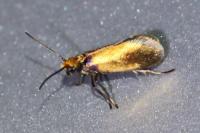 Micropterix calthella