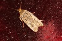 Hofmannophila pseudospretella