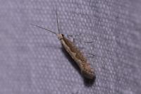 Plutella xylostella