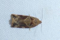 Archips xylosteana