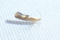 Argyresthia gr. pruniella