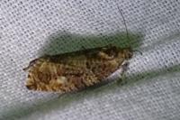 Eudemis profundana