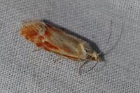 Rhyacionia