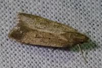 Helcystogramma