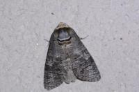 Cossus cossus
