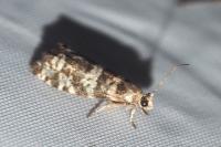 Epinotia tedella