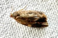 Ditula angustiorana