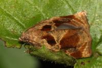 Archips crataegana