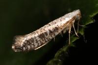 Argyresthia retinella