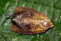 Ptycholoma lecheana