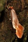 Tinea semifulvella