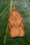 Acleris ferrugana/notana