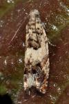 Epinotia subocellana