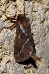 Korscheltellus lupulinus